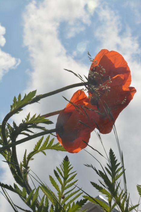 poppies, red